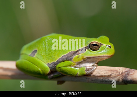 Europäische Laubfrosch (Hyla arborea) - common tree frog - à partir de l'Europe Banque D'Images