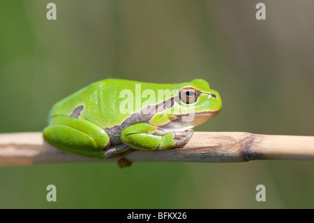 Europäische Laubfrosch (Hyla arborea) - common tree frog - à partir de l'Europe Banque D'Images