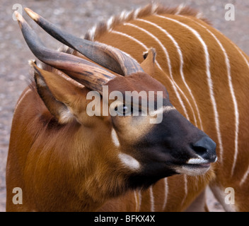 Bongo de plaine de l'Ouest (tragelaphus eurycerus) Banque D'Images