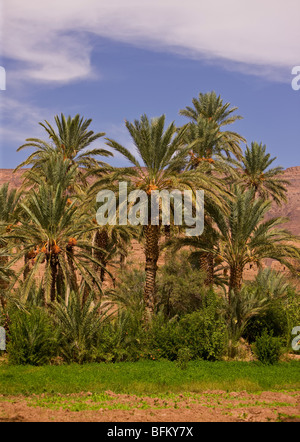 AGDZ, MAROC - Palmiers à Tamnougalt kasbah, dans les montagnes de l'Atlas. Banque D'Images