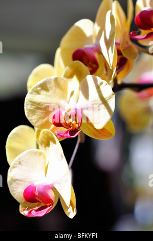 Orchidée rose et jaune Banque D'Images