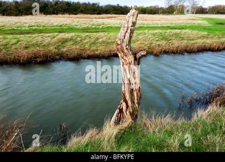 Les vestiges d'un vieux tronc à côté d'un fossé rempli d'eau dans l'Essex. Photo par Gordon 1928 Banque D'Images