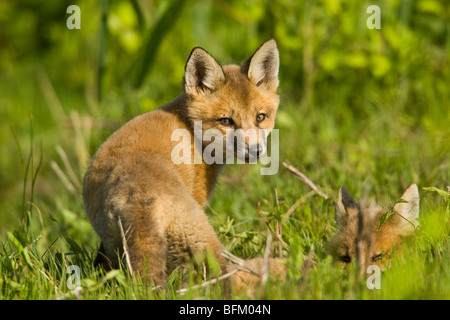 Kits de Red Fox (Vulpes vulpes) Banque D'Images