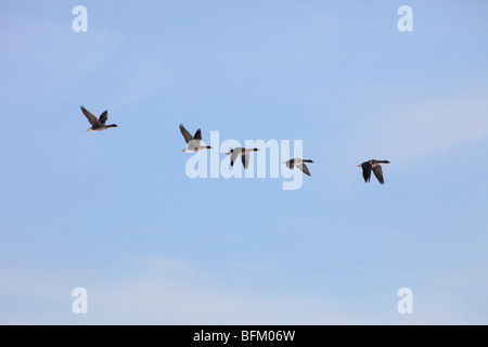 Oies cendrées (Anser anser) retourner à leurs aires de reproduction dans le nord de la Suède au printemps. Vaesternorrland, la Suède. Banque D'Images