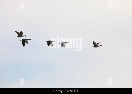 Oies cendrées (Anser anser) retourner à leurs aires de reproduction dans le nord de la Suède au printemps. Vaesternorrland, la Suède. Banque D'Images