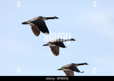 La bernache du Canada (Branta canadensis) de retourner à leurs aires de reproduction dans le nord de la Suède au printemps. Vaesternorrland, la Suède. Banque D'Images