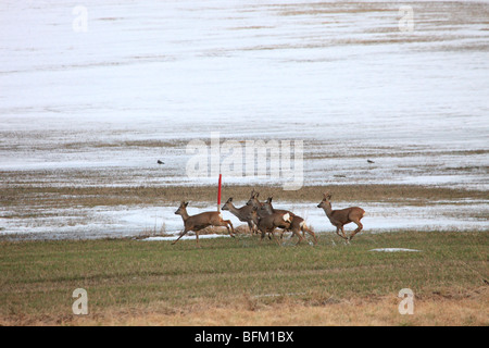 Le chevreuil (Capreolus capreolus) sur le vol au dessus d'une prairie couverte de neige au début du printemps. Banque D'Images