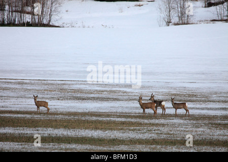 Le chevreuil (Capreolus capreolus) sur le vol au dessus d'une prairie couverte de neige au début du printemps. Banque D'Images