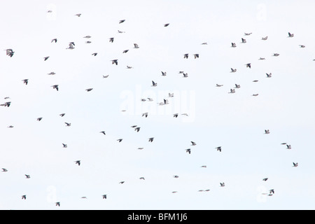 De grandes bandes d'oiseaux migrateurs considérés comme des ramiers (Columba palumbus) retour à leurs aires de reproduction dans le nord de la Suède. Banque D'Images