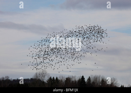 De grandes bandes d'oiseaux migrateurs considérés comme des ramiers (Columba palumbus) retour à leurs aires de reproduction dans le nord de la Suède. Banque D'Images