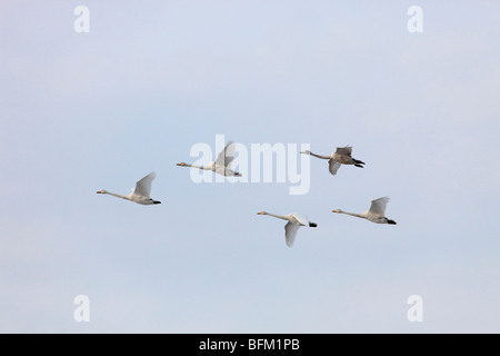 Cygne chanteur (Cygnus cygnus) retourner à leurs aires de reproduction dans le nord de la Suède au printemps. Vaesternorrland, la Suède. Banque D'Images