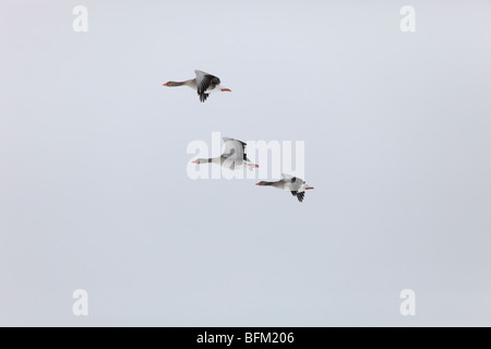 Oies cendrées (Anser anser) retourner à leurs aires de reproduction dans le nord de la Suède au printemps. Vaesternorrland, la Suède. Banque D'Images