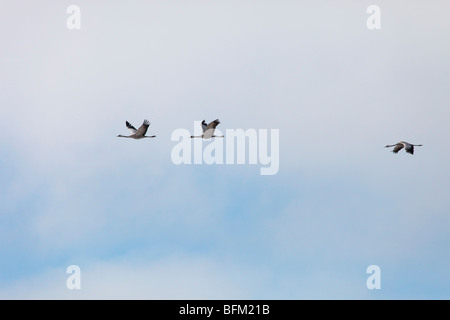 Grue cendrée (Grus grus) retourner à leurs aires de reproduction dans le nord de la Suède au printemps. Vaesternorrland, la Suède. Banque D'Images