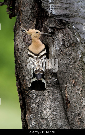 Huppe fasciée (Upua epops) perching par trou de nidification Banque D'Images