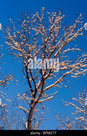 Neige fraîche sur les branches d'arbres, le Grand Sudbury, Ontario, Canada Banque D'Images