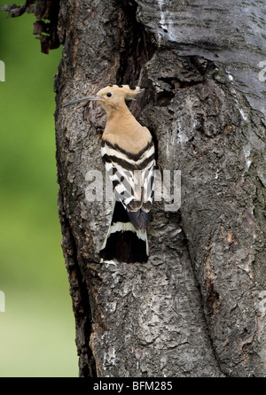 Huppe fasciée (Upua epops) perching par trou de nidification Banque D'Images