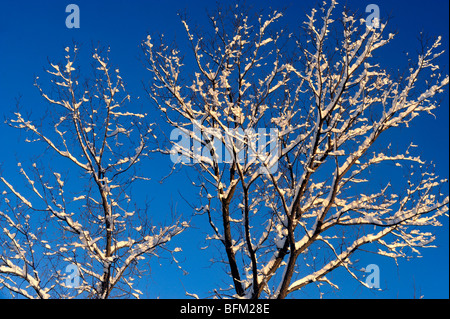 Neige fraîche sur les branches d'arbres, le Grand Sudbury, Ontario, Canada Banque D'Images