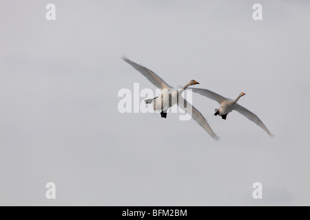 Cygne chanteur (Cygnus cygnus) retourner à leurs aires de reproduction dans le nord de la Suède au printemps. Vaesternorrland, la Suède. Banque D'Images