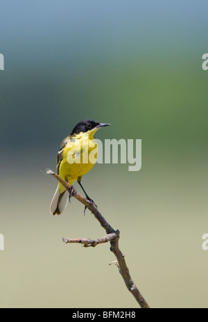 Bergeronnette à tête noire (Motacilla flava feldegg) perché sur une branche Banque D'Images