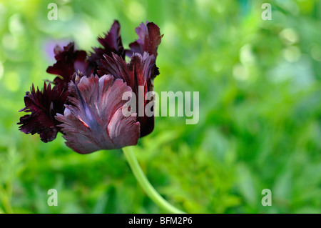 Black parrot tulip Banque D'Images