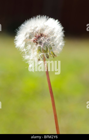 Le pissenlit (Taraxacum) Banque D'Images