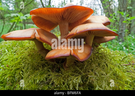 La queue de velours - champignon d'hiver (Colybie a) Banque D'Images