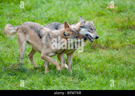 Europäischer Wolf - (Canis lupus) - European wolf Banque D'Images