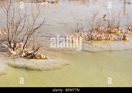 Israël, la formation de sel de la mer morte causée par l'évaporation de l'eau Banque D'Images