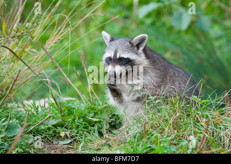 Waschbär - Procyon lotor raton laveur commun -d'Europe Banque D'Images