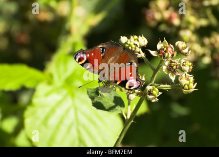 Un paon (Inachis io) papillon se nourrit d'une fleur de ronce. Banque D'Images