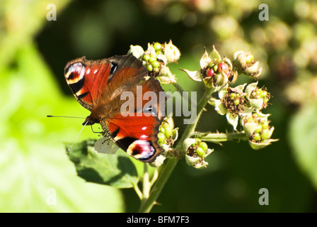 Un paon (Inachis io) papillon se nourrit d'une fleur de ronce. Banque D'Images