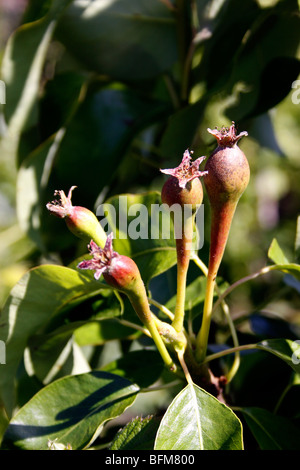 Les jeunes fruits POIRE CONFÉRENCE AU PRINTEMPS. Banque D'Images