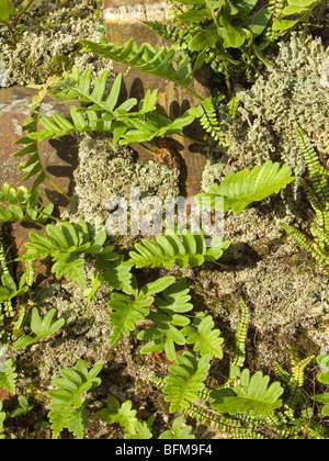 Fougères poussant sur le mur, Semaine Cornwall St Mary Banque D'Images