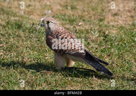 Faucon crécerelle Falco tinnunculus [CAPTIF] Banque D'Images