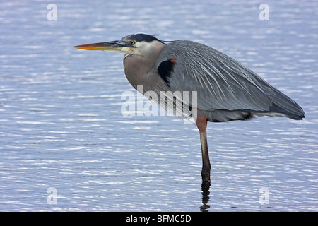 Grand héron (Ardea herodias), se trouve dans les eaux peu profondes, USA, Floride, Point noir Wildllife dur Banque D'Images