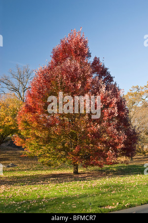 Arbre d'érable rouge - Acer rubrum 'October Glory' Banque D'Images