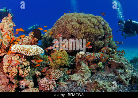Les amateurs de plongée sous-marine sur les récifs coralliens de la Mer Rouge', ' Banque D'Images
