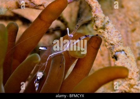 Nettoyant à bras long, la crevette Periclimenes longicarpus sur l'anémone de mer. "Mer Rouge" Banque D'Images