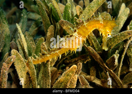 Épineux ou de l'hippocampe, Jayakar Hippocampe, jayakarai sur les herbiers dans l'habitat naturel. "Mer Rouge" Banque D'Images