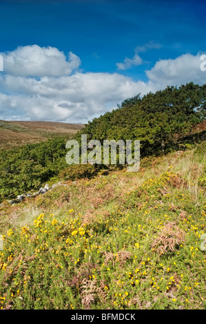 Wistman's Wood, Dartmoor Wistman's Wood est un petit chêne de montagne dans la vallée de la rivière Dart West Devon forestiers. Banque D'Images