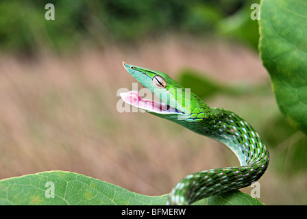 Serpent de vigne commune. Ahaetulla nasutus, venimeux, non commun vert. Agumbe. Karnataka, Inde Banque D'Images