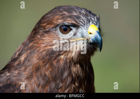 Buse variable (Buteo buteo), Femme Banque D'Images