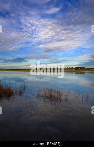 Les lits de roseaux à Lady's Island, dans le comté de Wexford, Irlande Banque D'Images