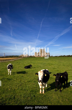 Les bovins de race Frisonne, Dunbrody Abbaye cistercienne, comté de Wexford, Irlande Banque D'Images