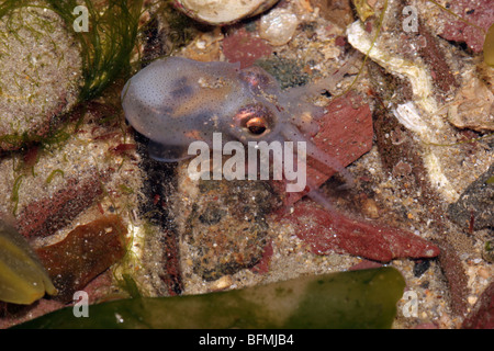 Peu de seiche Sepiola atlantica ( : Sepiolidae) dans une piscine dans les rochers, au Royaume-Uni. Banque D'Images