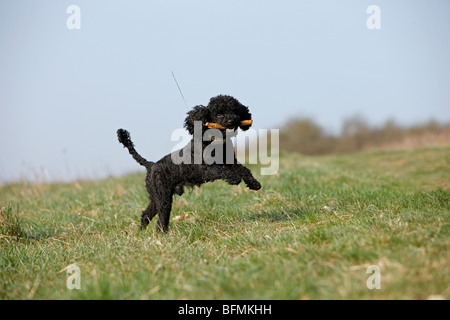 Caniche miniature (Canis lupus f. familiaris), sauter avec un bâton dans sa bouche sur un pré, Allemagne Banque D'Images