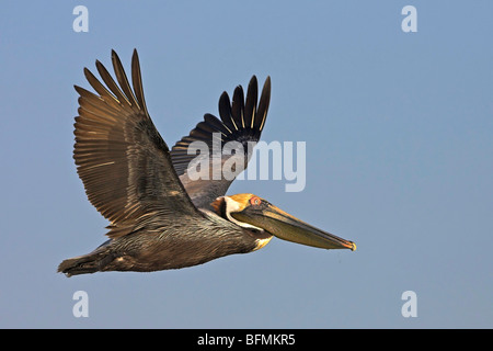 Pélican brun (Pelecanus occidentalis), voler, USA, Floride, le Parc National des Everglades Banque D'Images