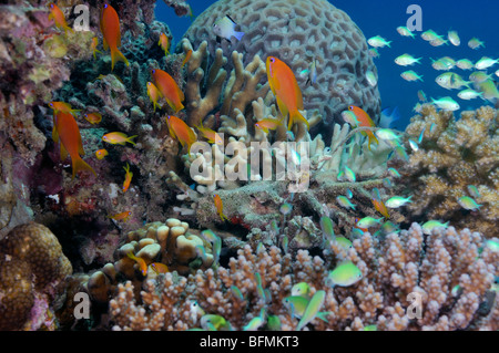 Coral reef avec variété de coraux durs et d'anthias poisson, Mer Rouge Banque D'Images