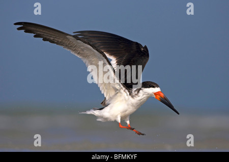 Skimmer Rynchops niger (noir), l'atterrissage, USA, Floride, le Parc National des Everglades Banque D'Images