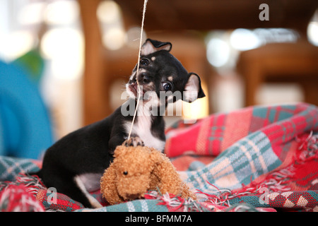 Chihuahua (Canis lupus f. familiaris), 10 semaines roquet jouant avec un soft toy fixé à une chaîne, Allemagne Banque D'Images